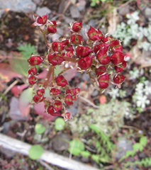 Micranthes occidentalis