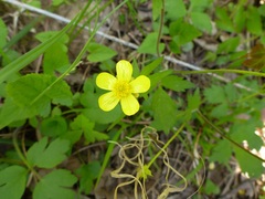 Ranunculus hispidus