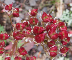 Micranthes occidentalis