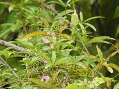 Ipomoea heptaphylla