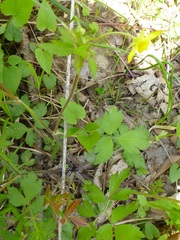 Ranunculus hispidus