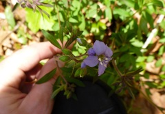 Polemonium reptans