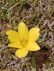 Zephyranthes americana