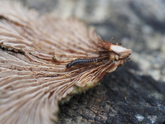 Nebriinae