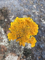 Xanthoria parietina