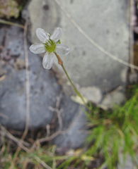 Eremogone capillaris