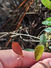 Pieris phillyreifolia