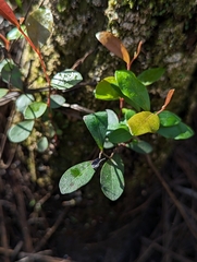 Pieris phillyreifolia
