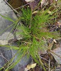 Eremogone capillaris