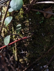 Pieris phillyreifolia