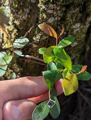 Pieris phillyreifolia