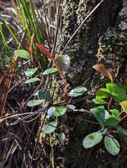 Pieris phillyreifolia