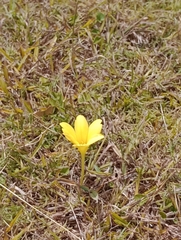 Zephyranthes americana