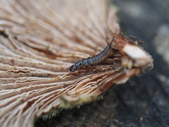 Nebriinae