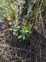 Pieris phillyreifolia