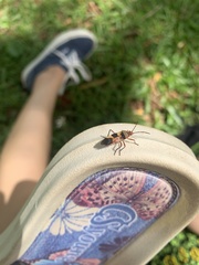 Oncopeltus unifasciatellus