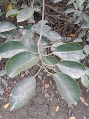 Excoecaria agallocha