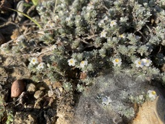 Euploca confertifolia