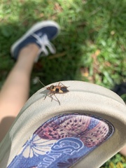 Oncopeltus unifasciatellus