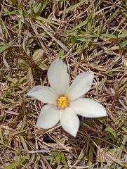 Zephyranthes americana