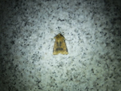 Condicinae