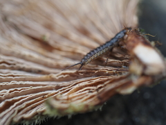 Nebriinae