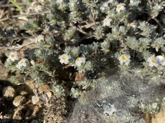 Euploca confertifolia