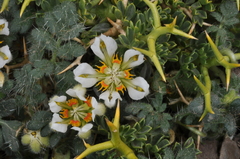 Caiophora pulchella