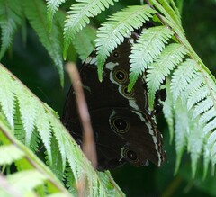 Morpho helenor