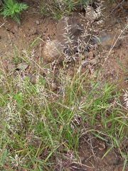 Eragrostis barrelieri