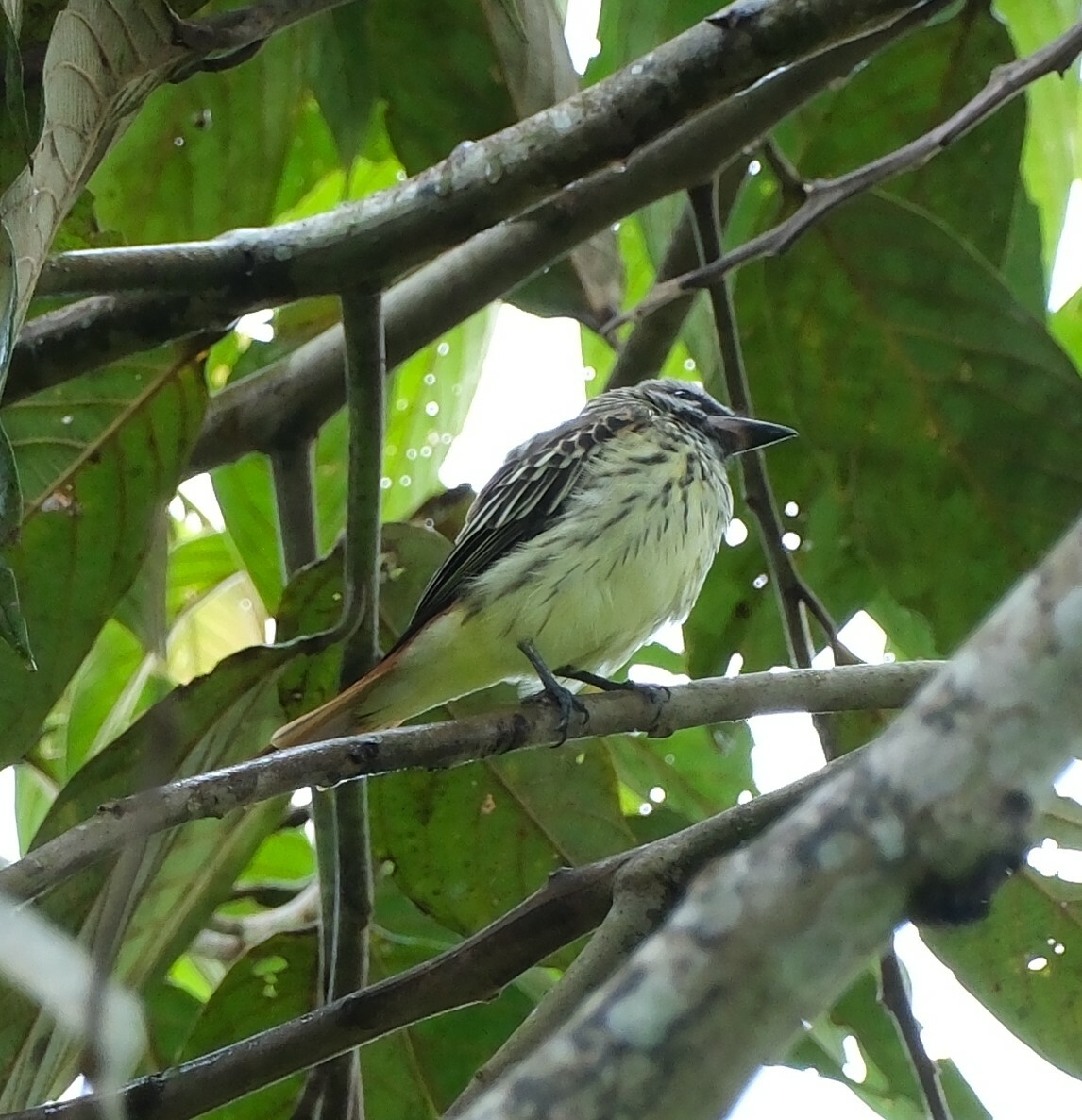 Myiodynastes luteiventris P.L.Sclater, 1859