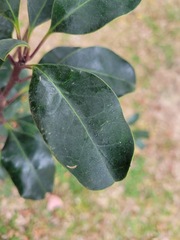 Ilex rotunda