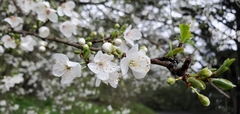 Prunus cerasifera