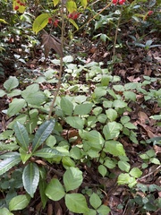 Arisaema acuminatum