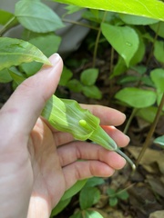 Arisaema acuminatum