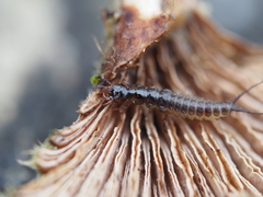Nebriinae