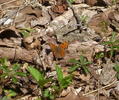 Polygonia