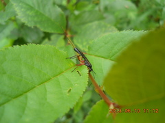 Perithous albicinctus