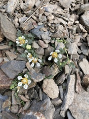 Caiophora pulchella