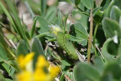 Plebejus idas