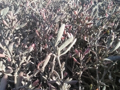 Atriplex portulacoides