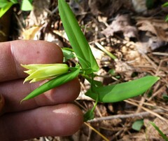 Uvularia perfoliata