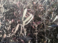 Atriplex portulacoides