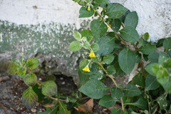 Capsicum rhomboideum