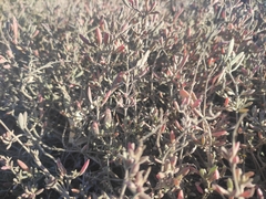 Atriplex portulacoides