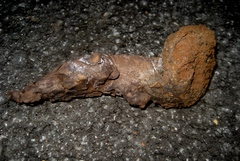 Pisolithus tinctorius