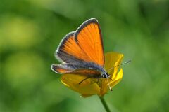 Lycaena hippothoe