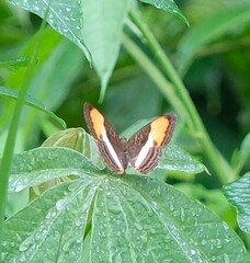 Adelpha cytherea