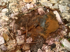 Pisolithus tinctorius