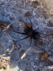 Kukulcania